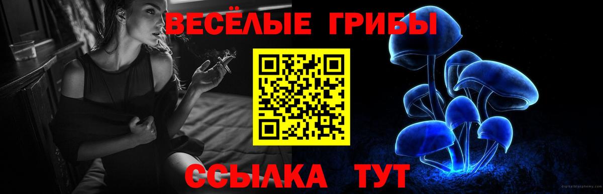 как найти закладки  Вход с VPN  Кингисепп  Галлюциногенные грибы GOLDEN TEACHER 